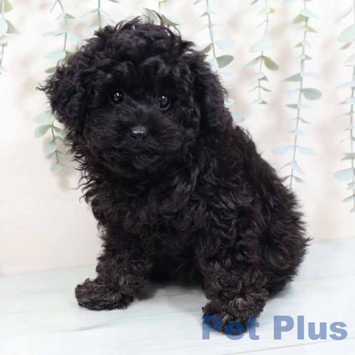 兵庫県のトイプードル(トイ) (ペットプラス 明石店/2026年7月22日生まれ/女の子/グレー)の子犬の1枚目の画像