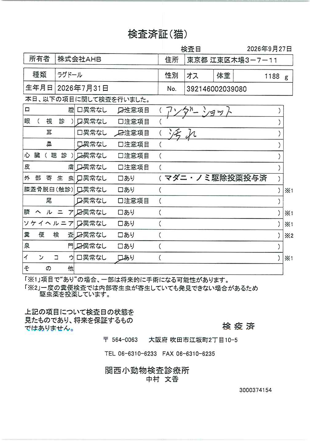 ラグドール