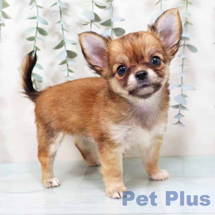 チワワ