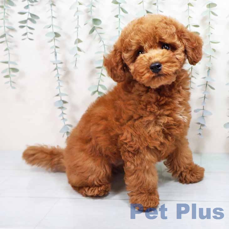 岩手県のトイプードル(トイ) (ペットプラス 盛岡南店/2026年7月25日生まれ/男の子/レッドフォーン)の子犬の2枚目の画像