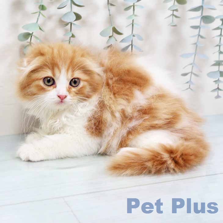 スコティッシュフォールド