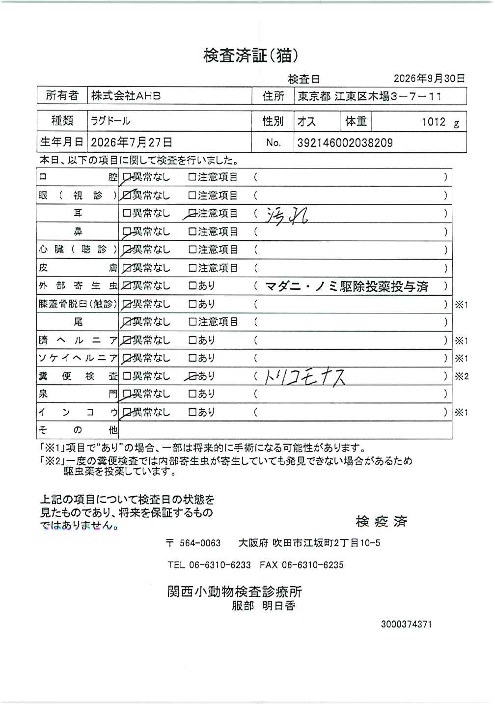 ラグドール