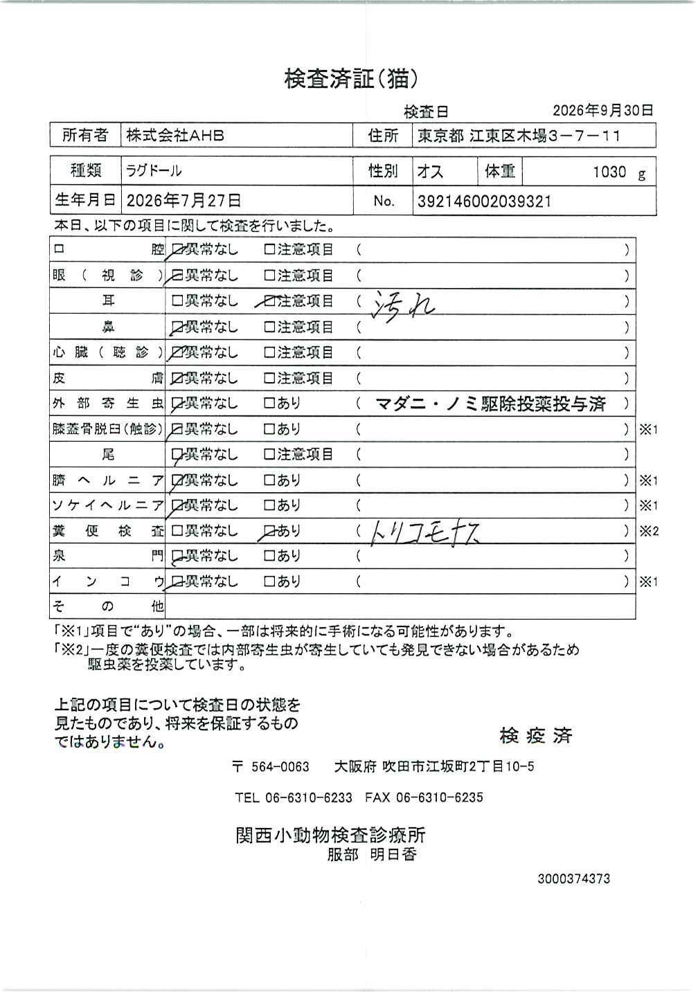 ラグドール