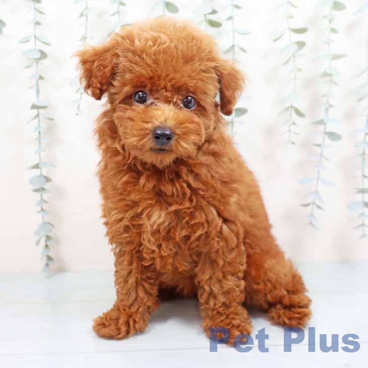 新潟県のトイプードル(トイ) (ペットプラス 新潟亀田インター店/2026年7月22日生まれ/女の子/レッドフォーン)の子犬の2枚目の画像