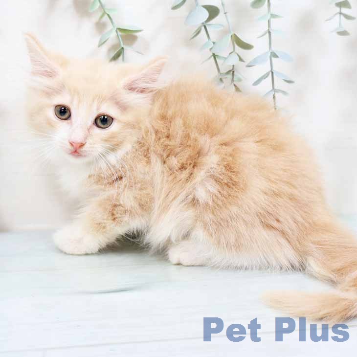 ノルウェージャンフォレストキャットの写真2