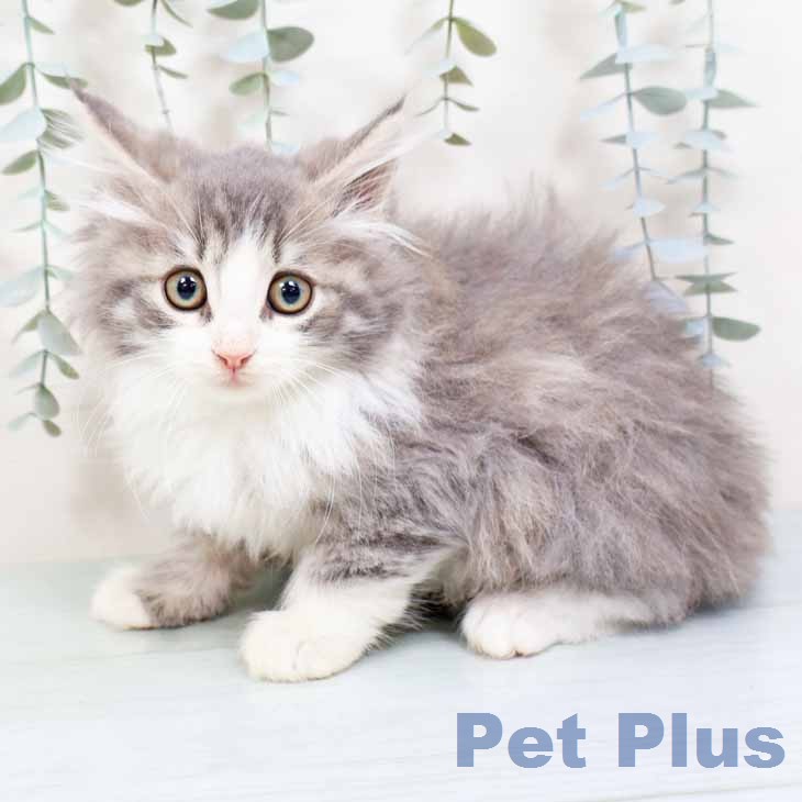 ノルウェージャンフォレストキャット