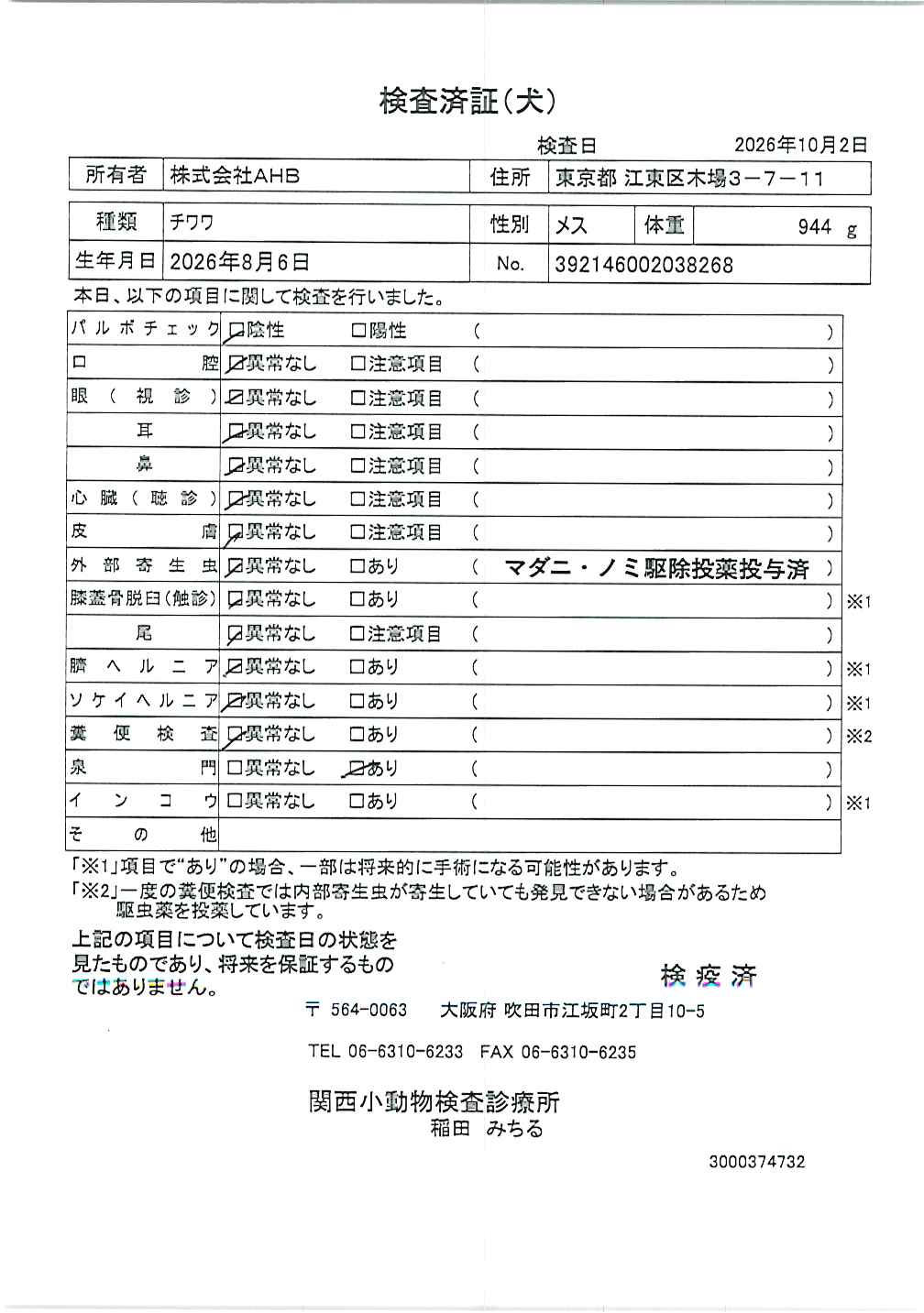 チワワ