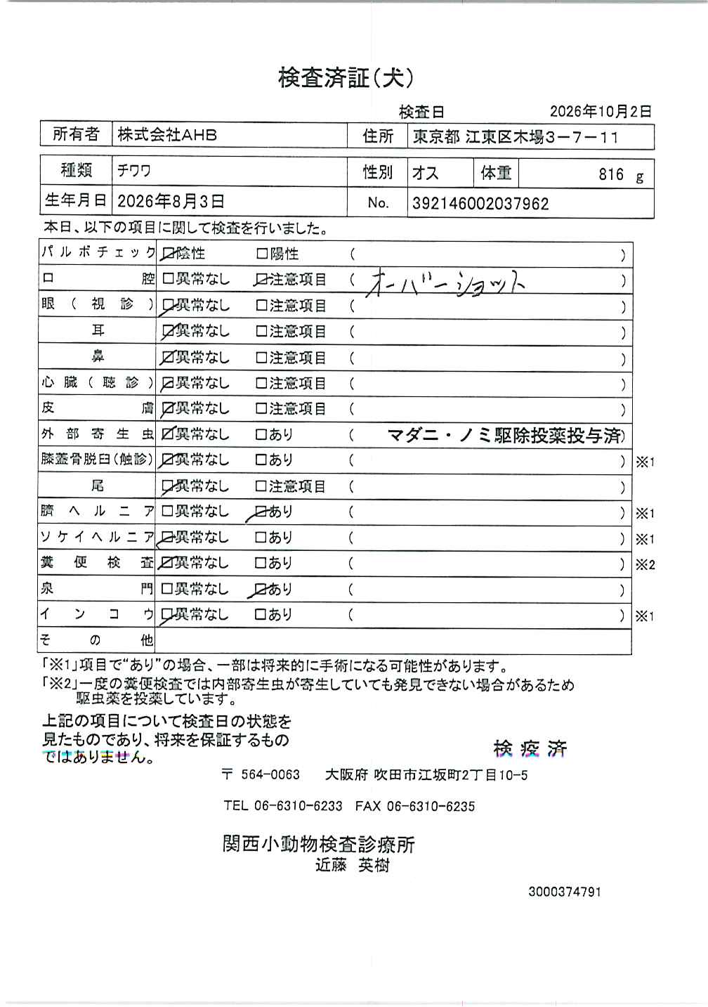 チワワ
