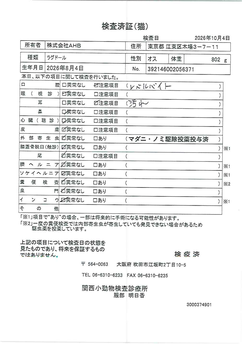ラグドール