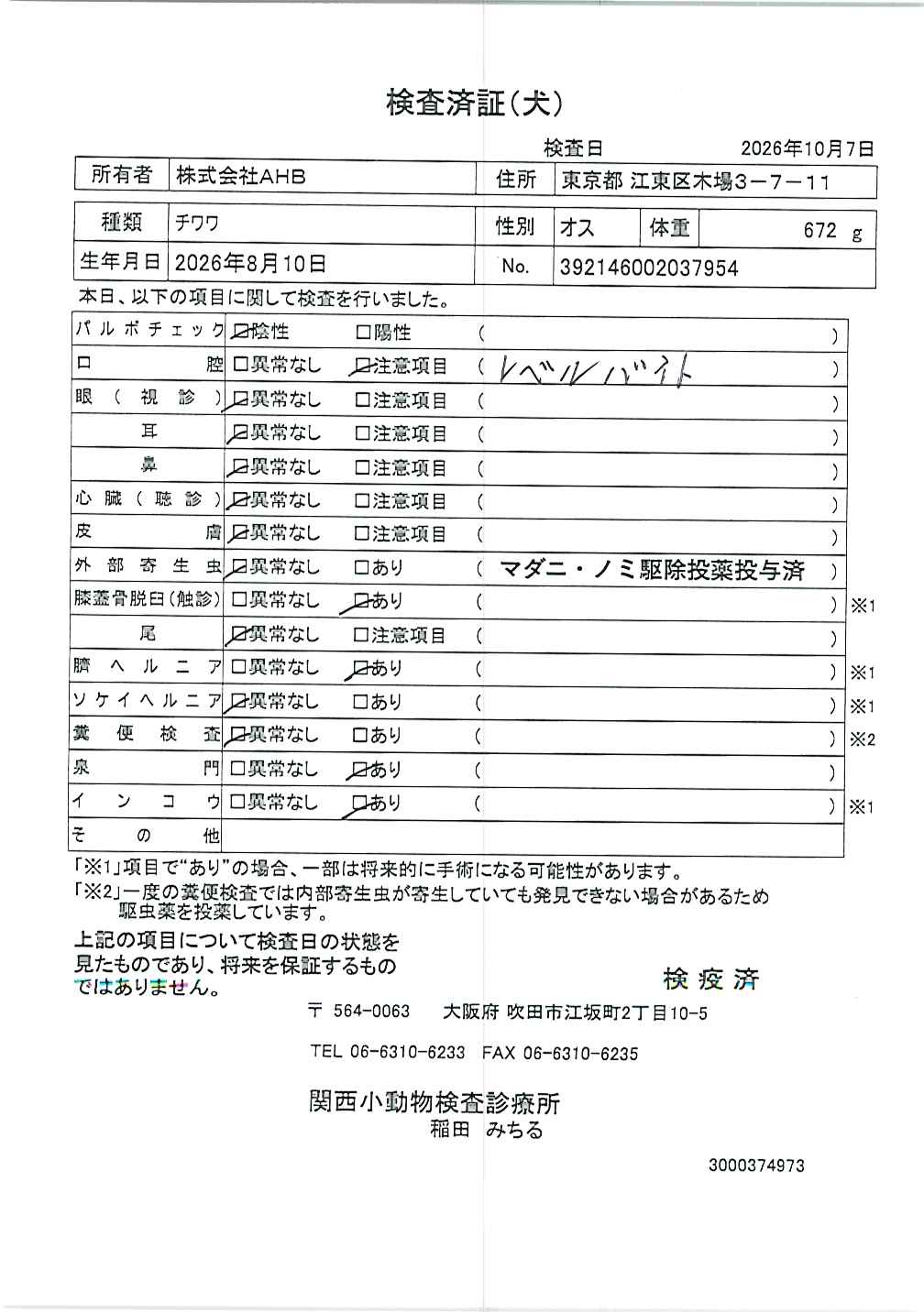 チワワ