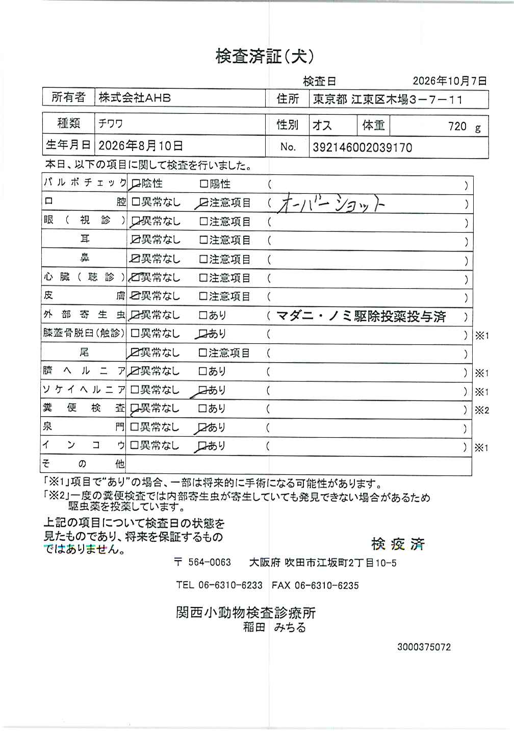 チワワ