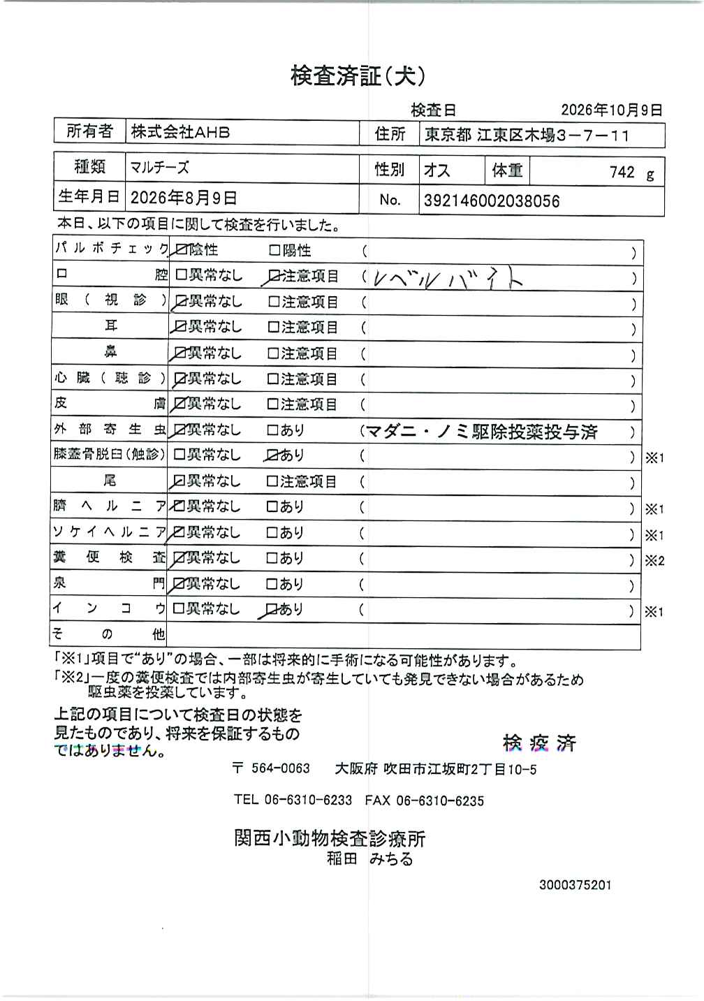 マルチーズ