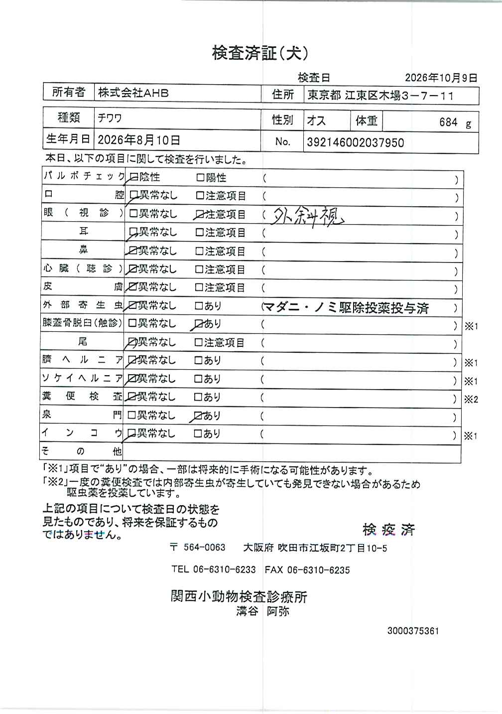 チワワ