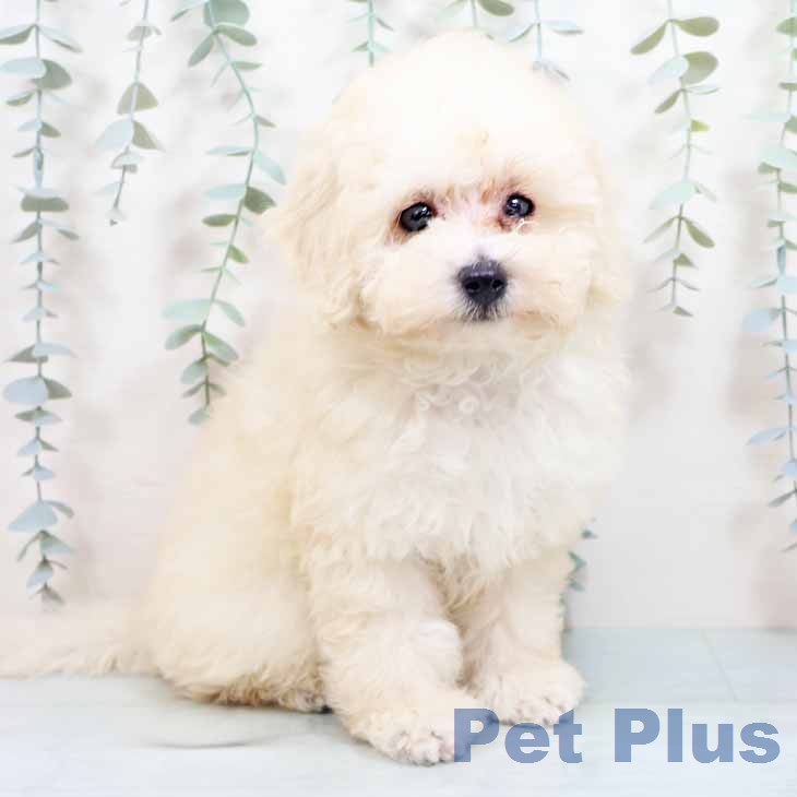奈良県のトイプードル(トイ) (ペットプラス 大和郡山店/2026年7月29日生まれ/男の子/ホワイト)の子犬の1枚目の画像