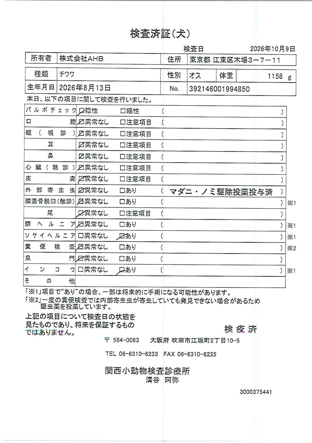 チワワ