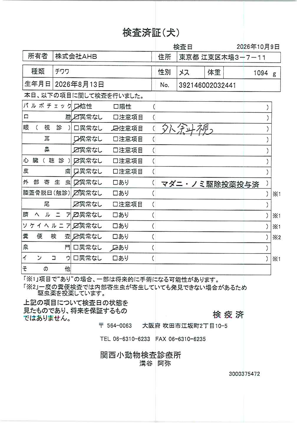 チワワ