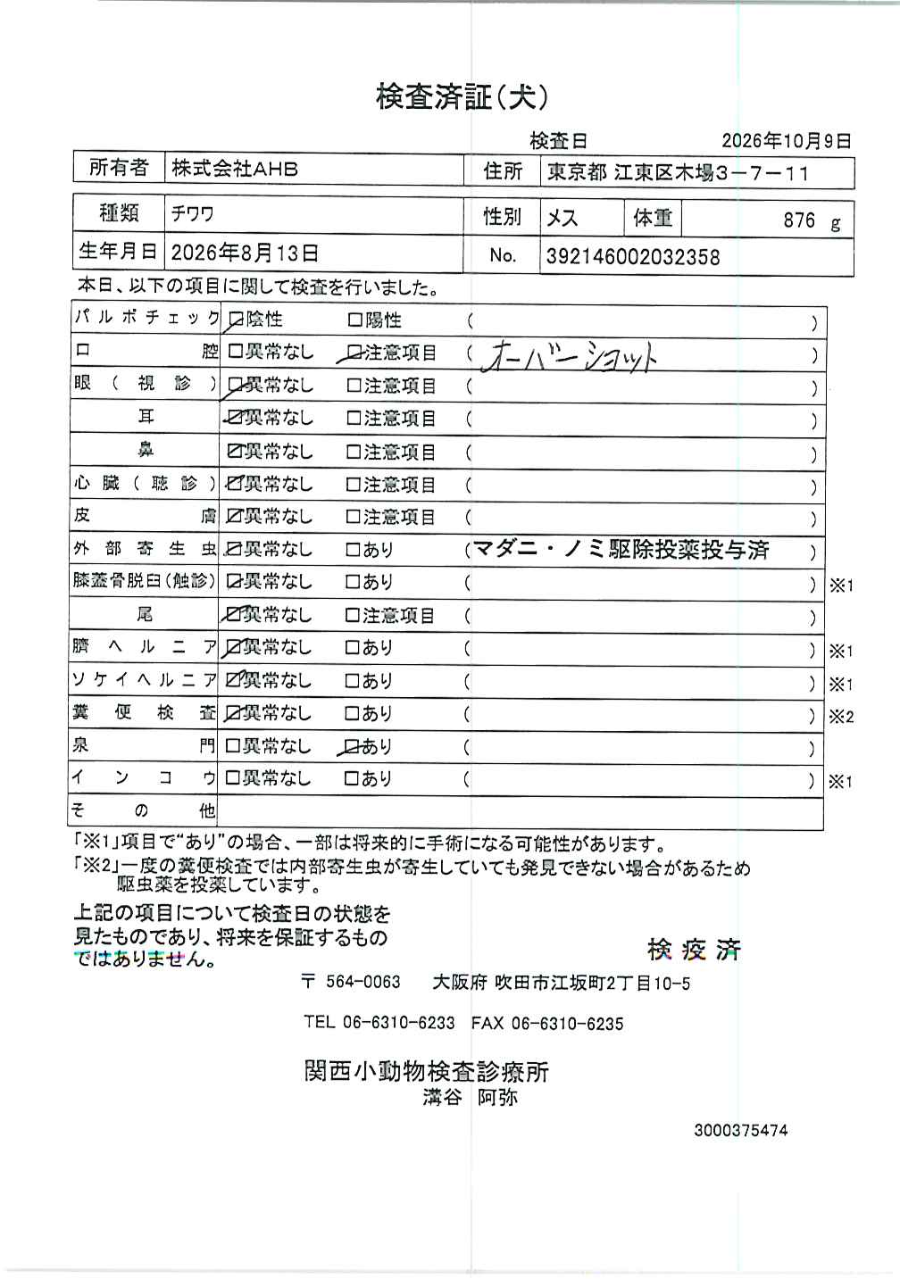 チワワ