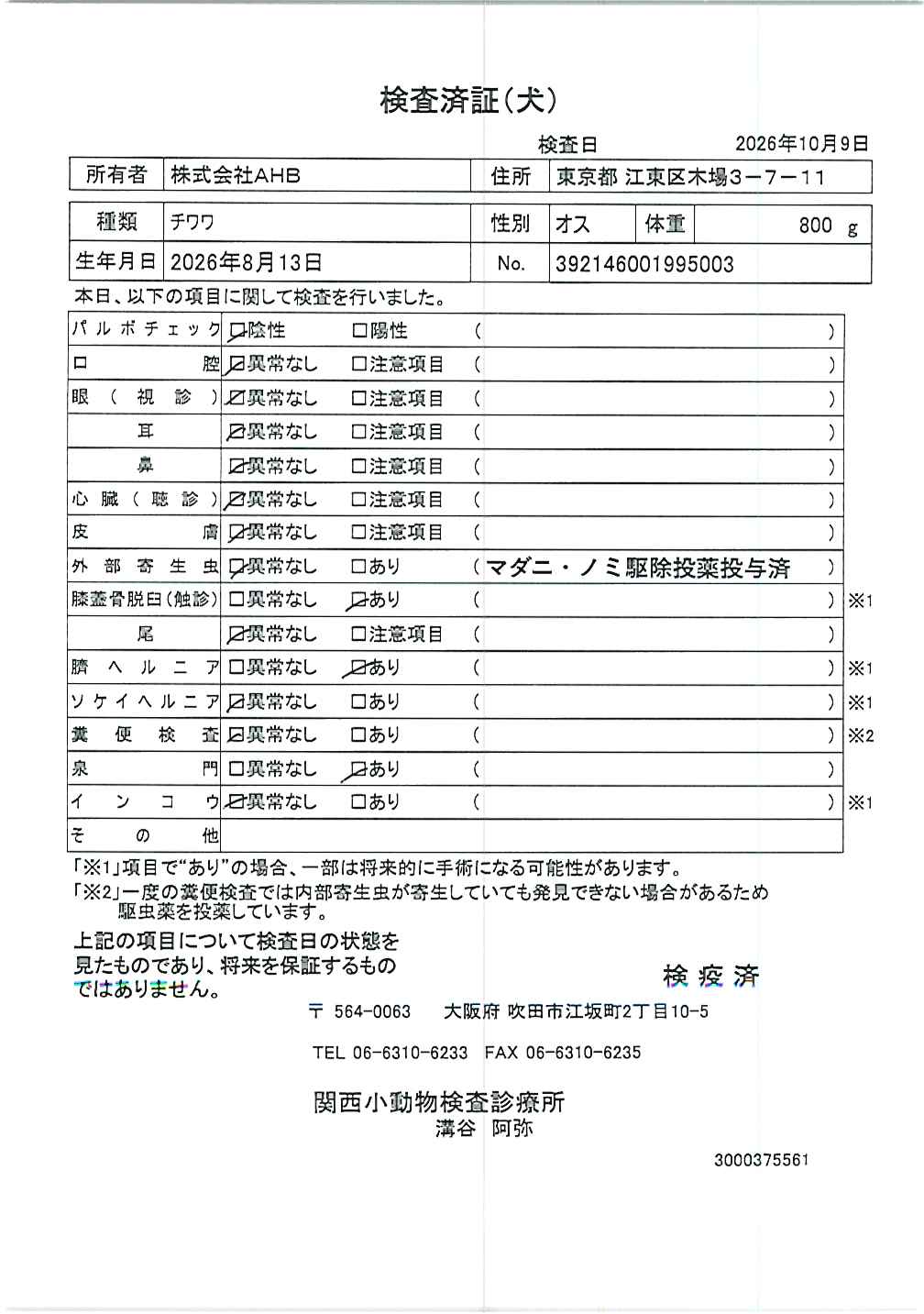 チワワ