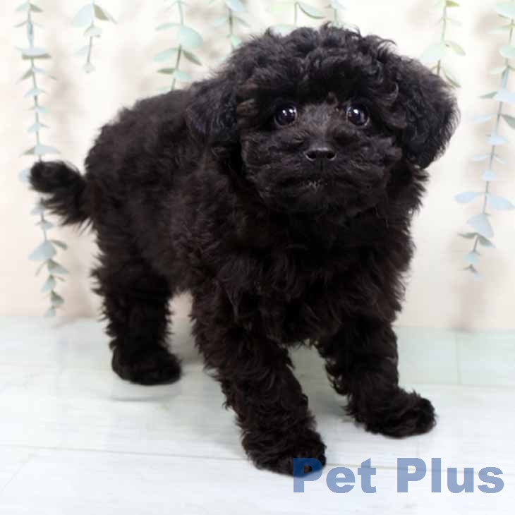 大阪府のトイプードル(トイ) (ペットプラス イオン大日店/2026年8月12日生まれ/女の子/グレー)の子犬の1枚目の画像