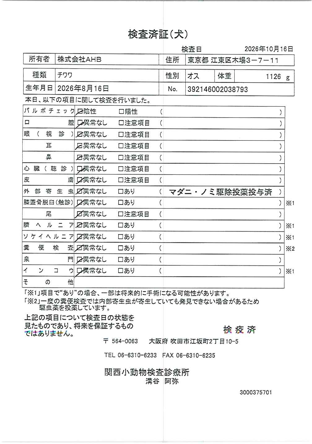 チワワ
