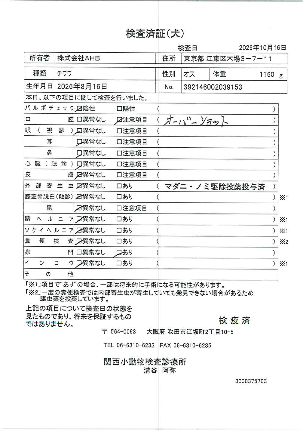 チワワ