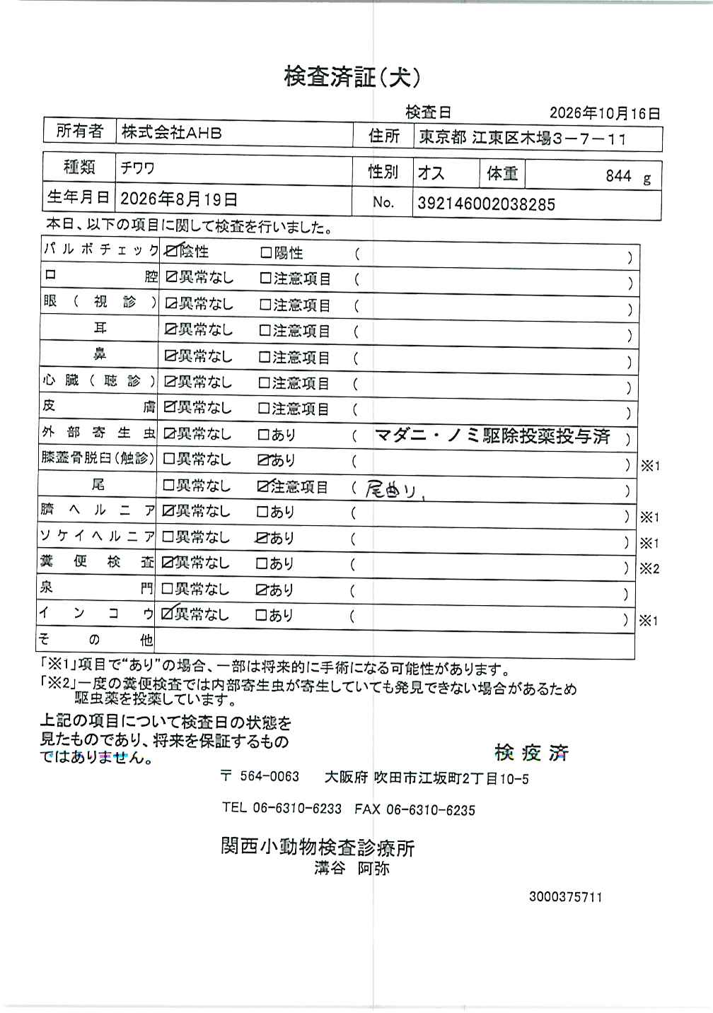 チワワ