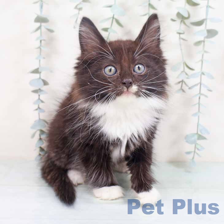 ノルウェージャンフォレストキャット