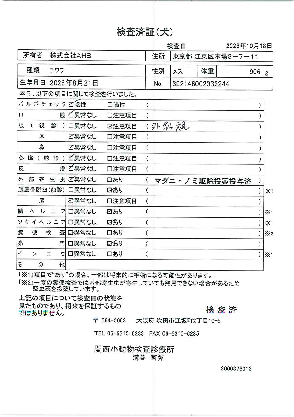 チワワ