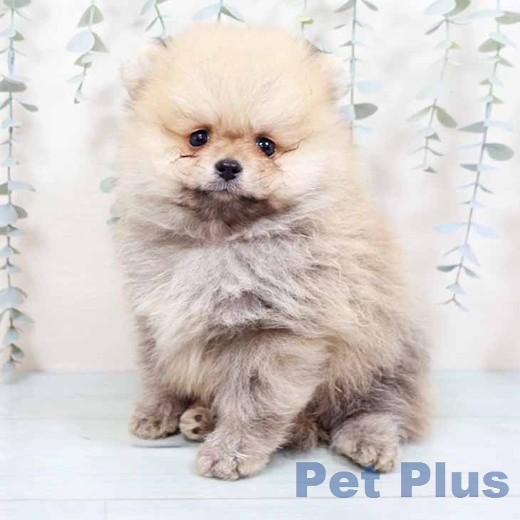 茨城県のポメラニアン (ペットプラス つくば店/2026年8月16日生まれ/男の子/ウルフセーブル)の子犬の1枚目の画像