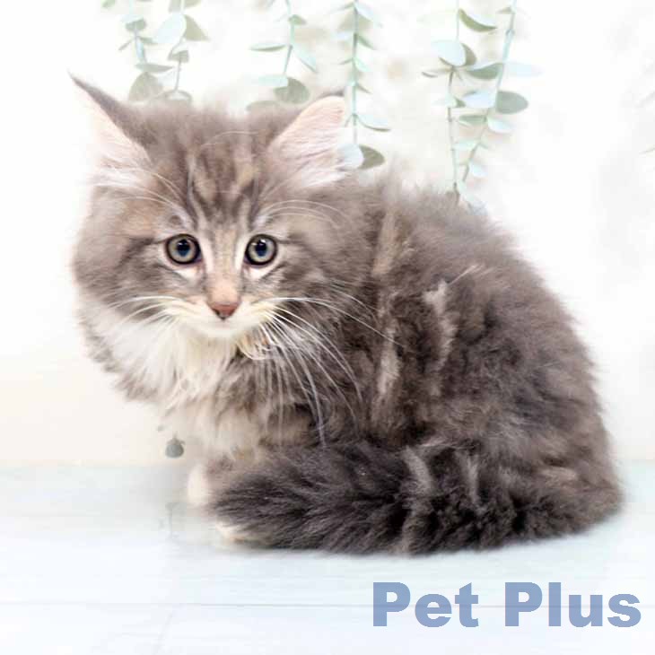 ノルウェージャンフォレストキャットの写真2