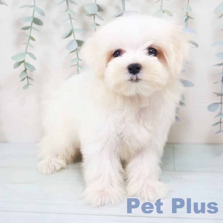 大阪府のマルチーズ (ペットプラス イオン大日店/2026年8月9日生まれ/女の子/ホワイト)の子犬の1枚目の画像