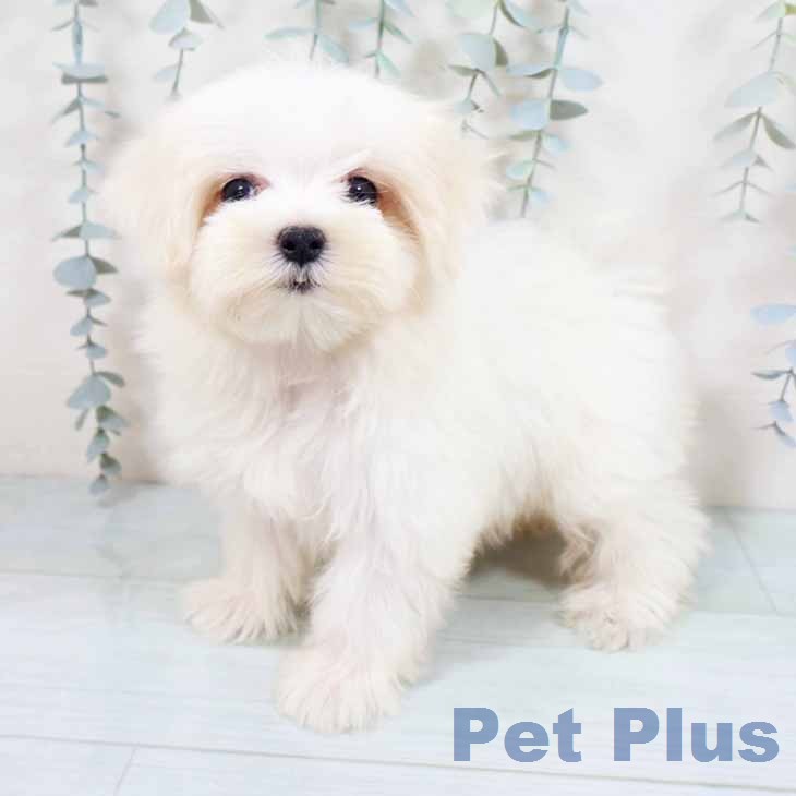 大阪府のマルチーズ (ペットプラス イオン大日店/2026年8月9日生まれ/女の子/ホワイト)の子犬の2枚目の画像