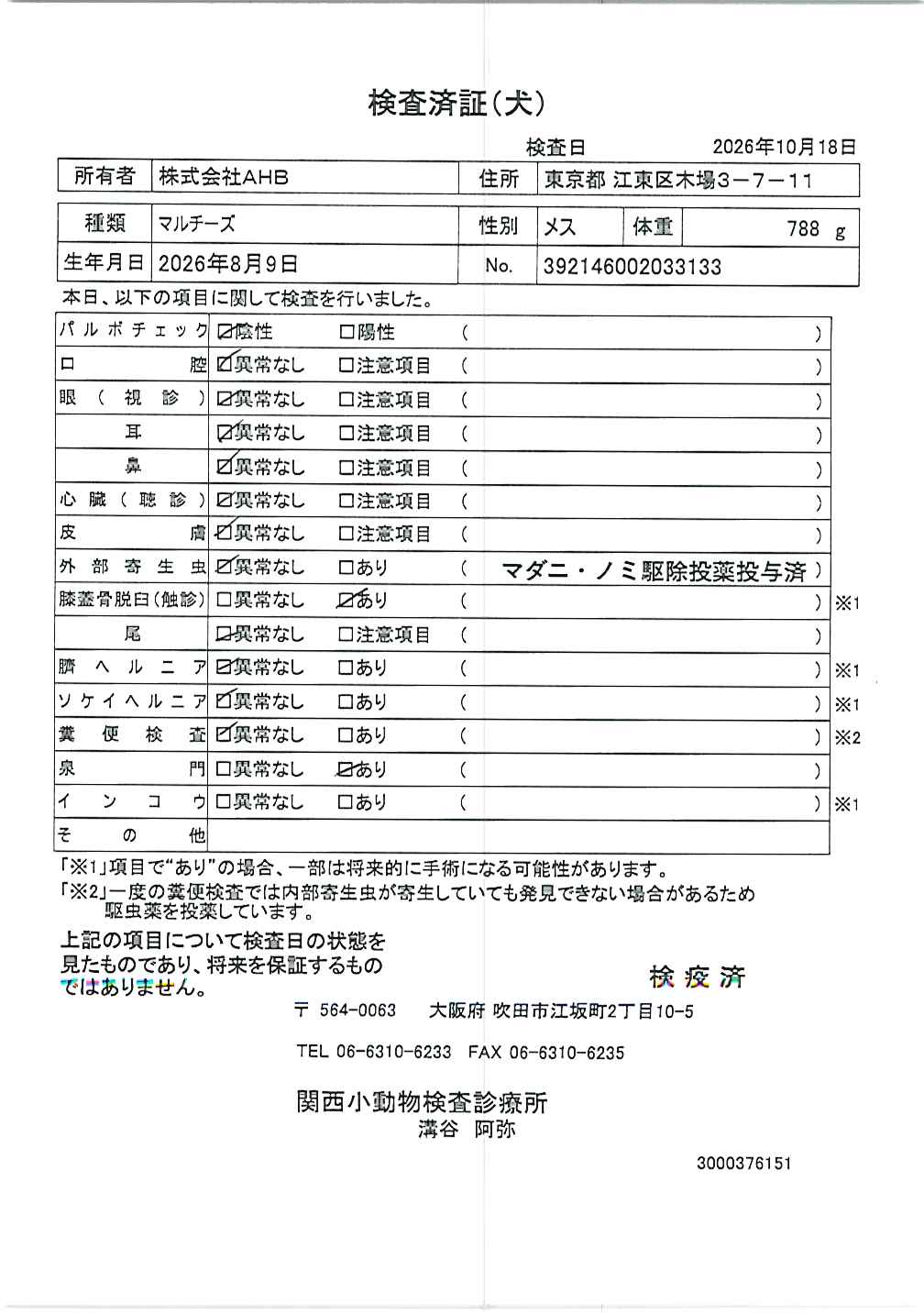 マルチーズ