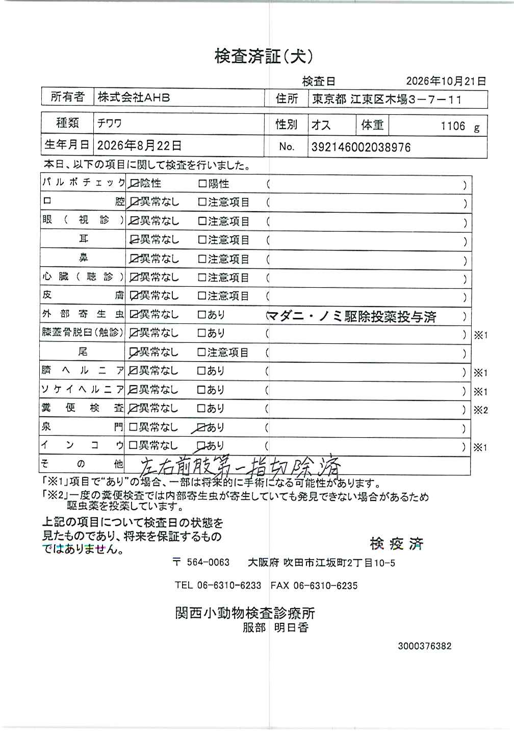 チワワ