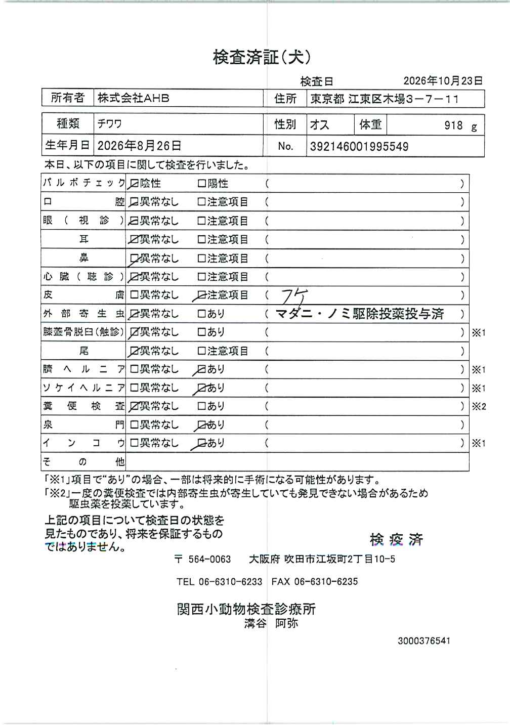 チワワ