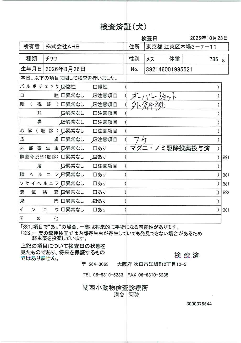チワワ