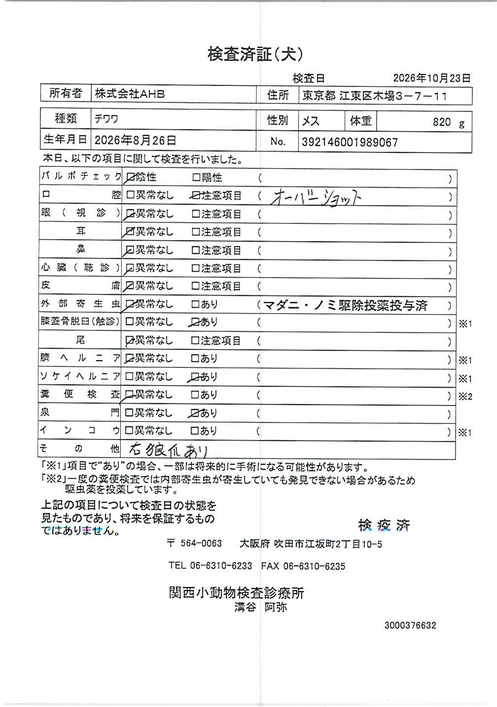 チワワ