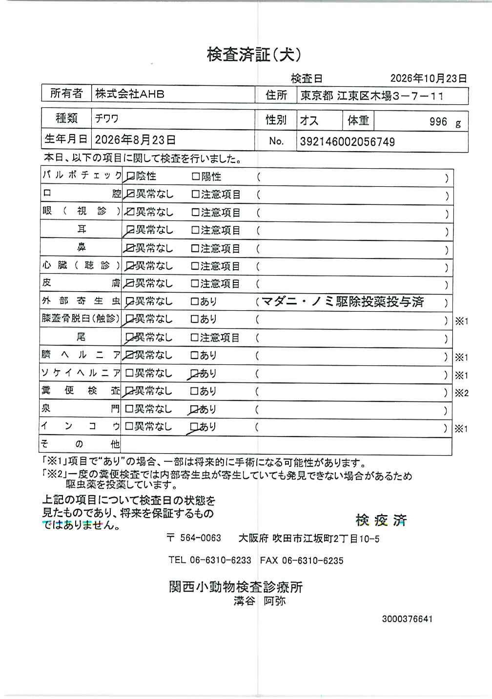 チワワ