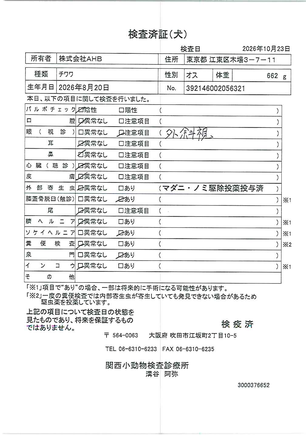 チワワ