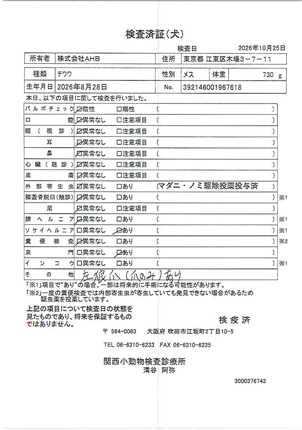 チワワ