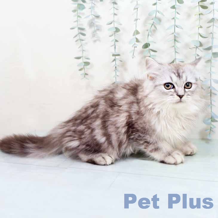 大阪府のラガマフィン (ペットプラス イオン大日店/2026年7月29日生まれ/男の子/シルバータビー)の子猫の1枚目の画像
