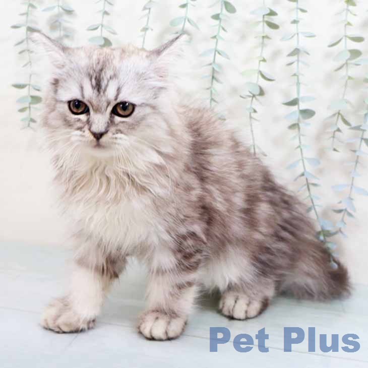 大阪府のラガマフィン (ペットプラス イオン大日店/2026年7月29日生まれ/男の子/シルバータビー)の子猫の2枚目の画像