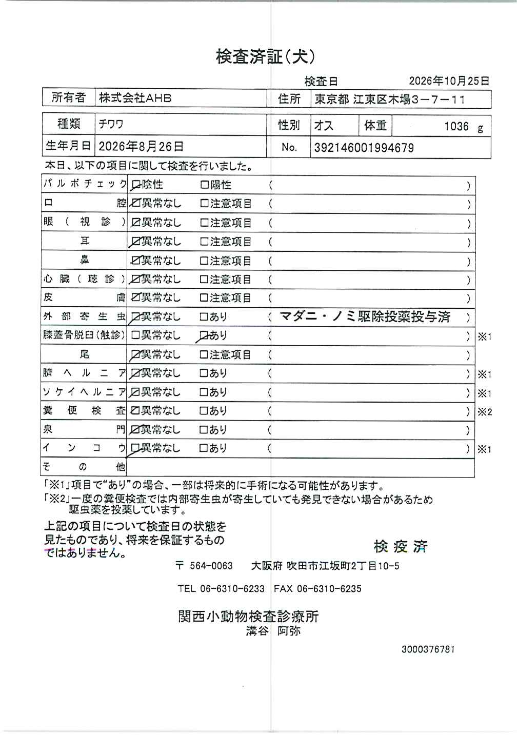 チワワ