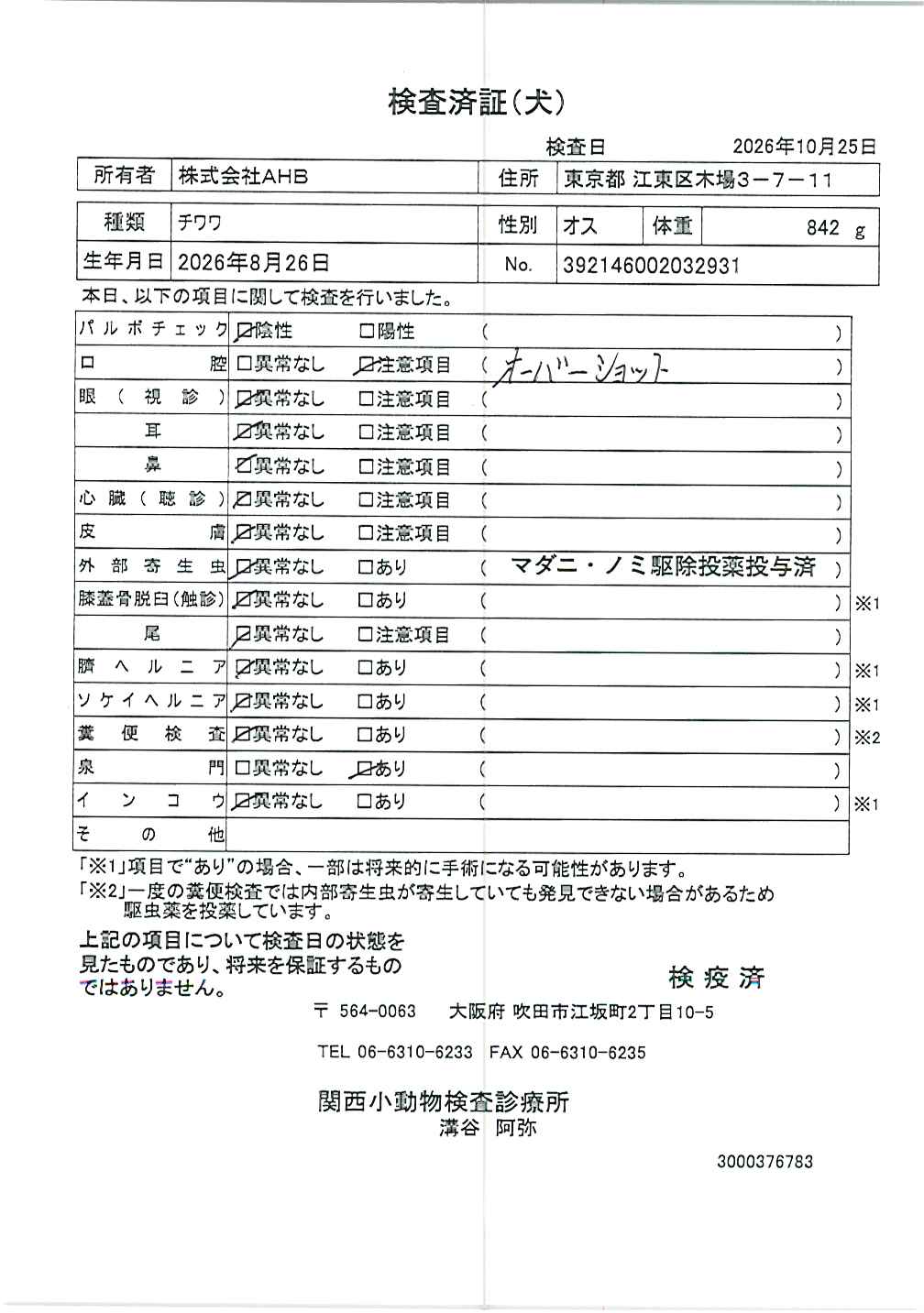 チワワ