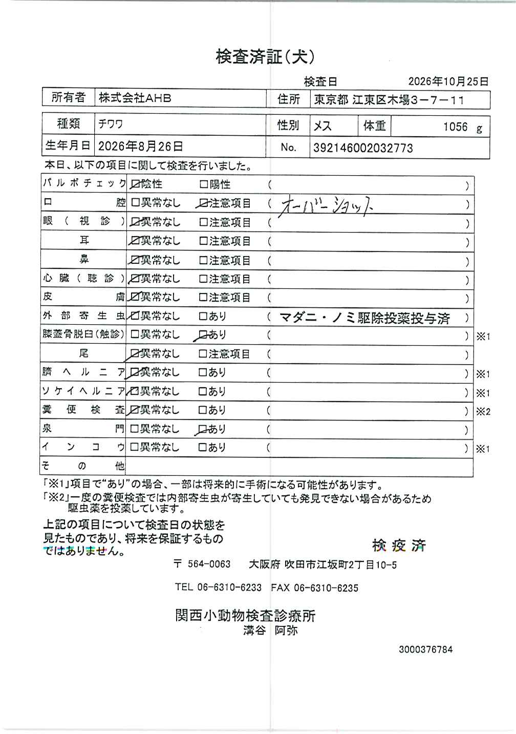 チワワ