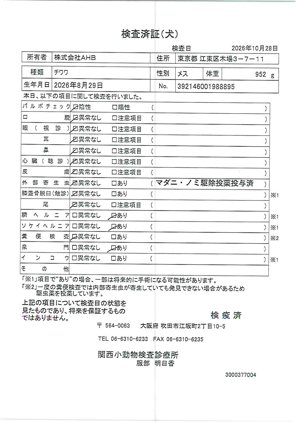 チワワ