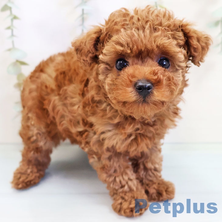 千葉県のトイプードル(トイ) (ペットプラス成田店/2025年2月27日生まれ/女の子/レッド)の子犬
