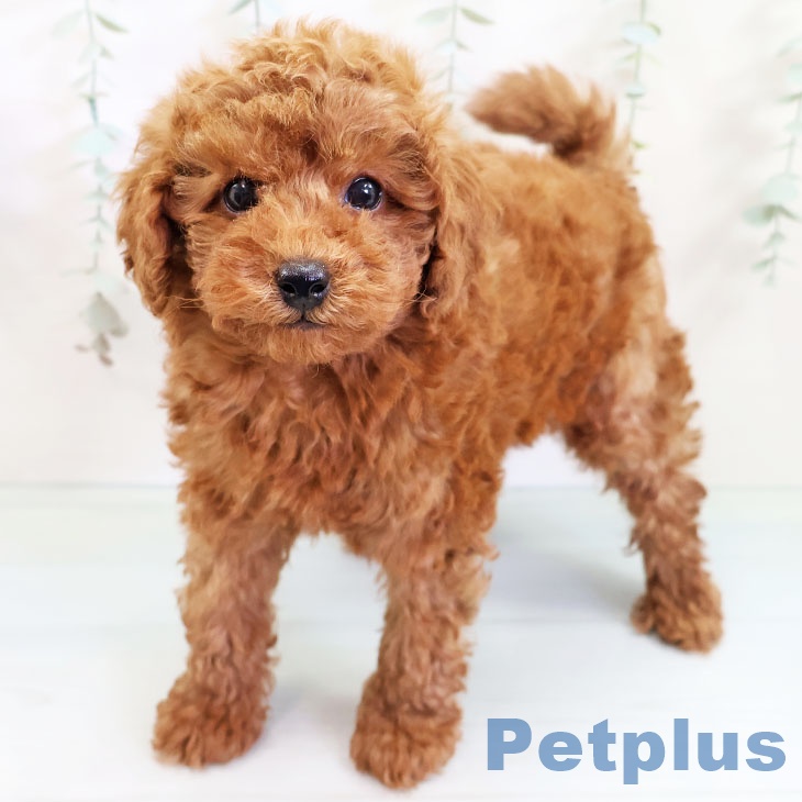熊本県のトイプードル(トイ) (ペットプラス熊本店/2025年2月27日生まれ/男の子/レッド)の子犬
