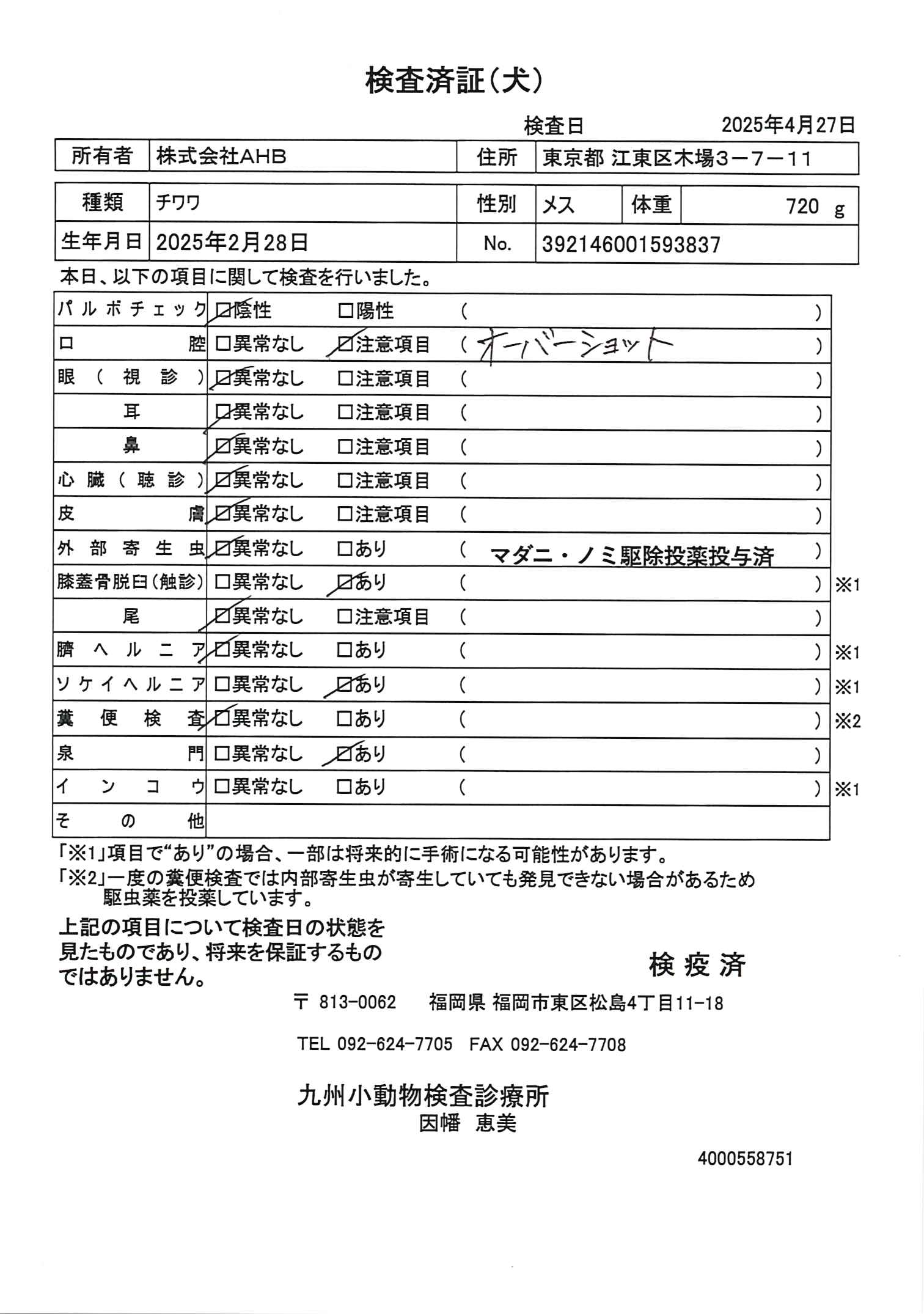 チワワ