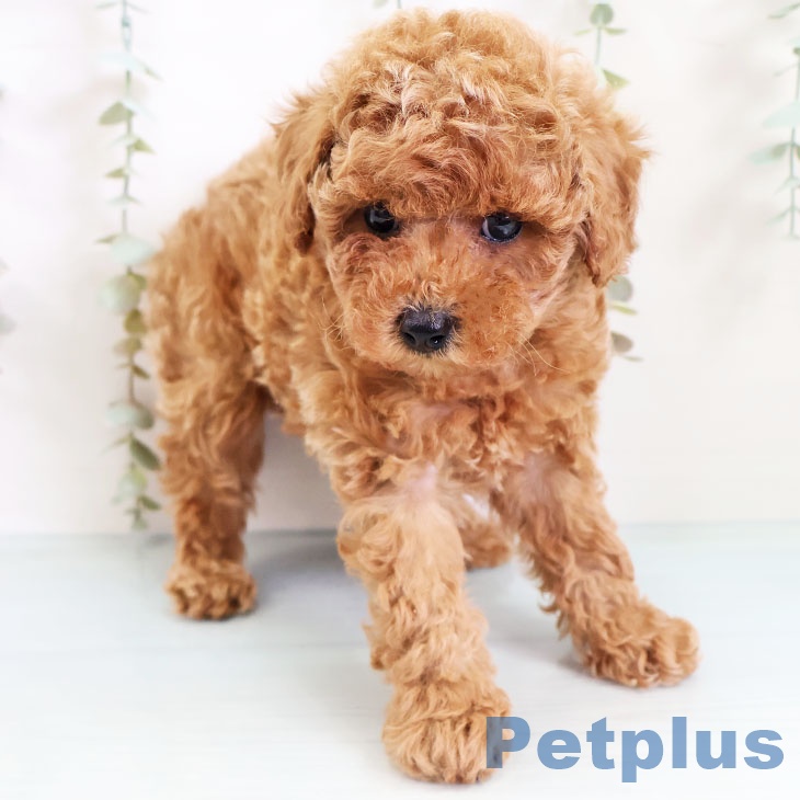 熊本県のトイプードル(トイ) (ペットプラス熊本店/2025年2月28日生まれ/男の子/アプリコット)の子犬